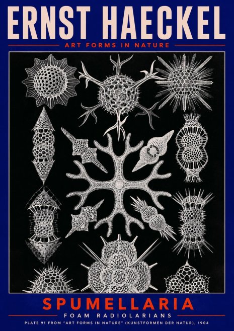 Ernst Haeckel Spumellaria No2 - Poster