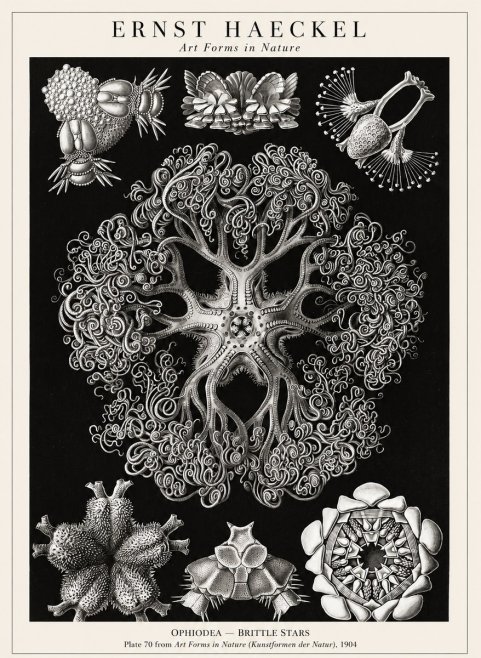 Ernst Haeckel Ophiodea - Brittle Stars II No1 - Poster