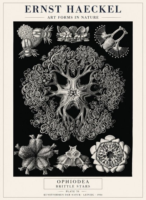 Ernst Haeckel Ophiodea - Brittle Stars II No4 - Poster