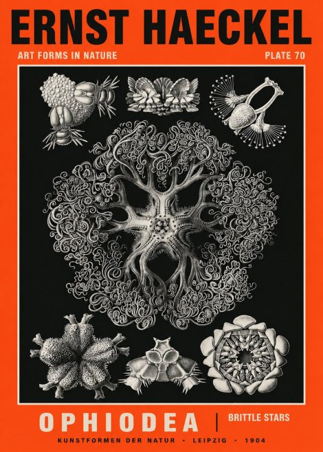 Ernst Haeckel Ophiodea - Brittle Stars II No5 - Poster