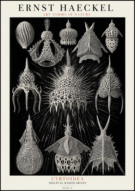 Ernst Haeckel Cyrtoidea - Starry Radiolarians No4 - Poster
