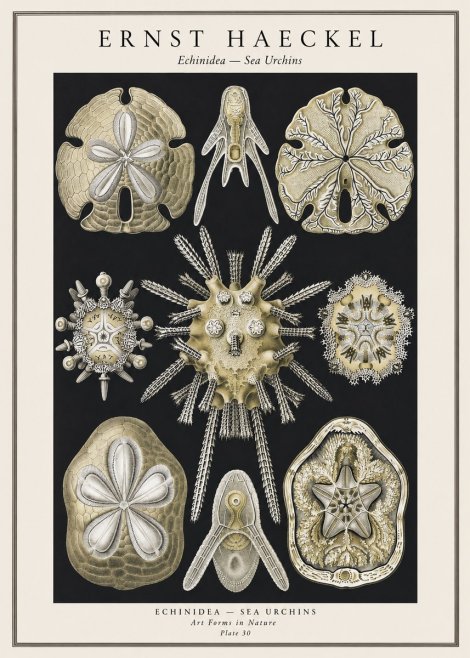 Ernst Haeckel Echinidea — Sea Urchins No1 - Poster