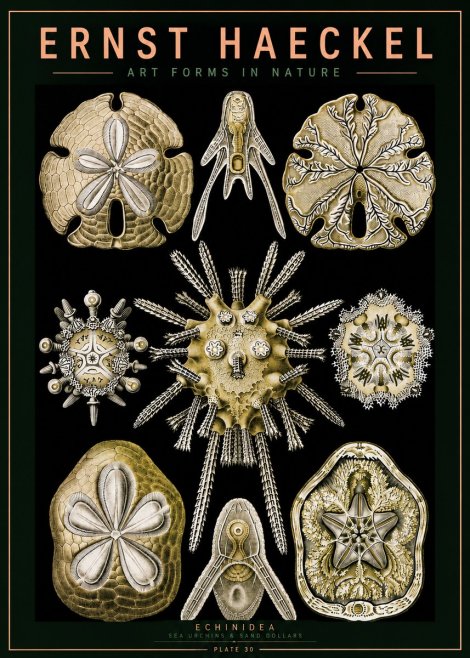 Ernst Haeckel Echinidea — Sea Urchins No5 - Poster