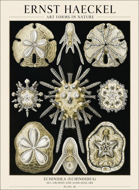 Ernst Haeckel Echinidea — Sea Urchins No6 - Poster