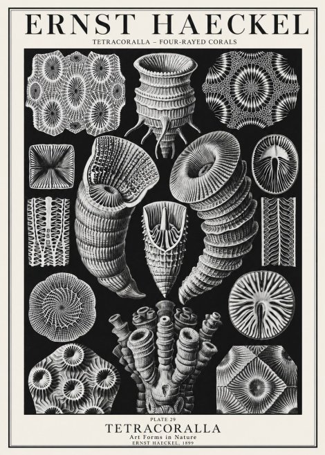 Ernst Haeckel Tetracoralla - Four-rayed Corals No1 - Poster
