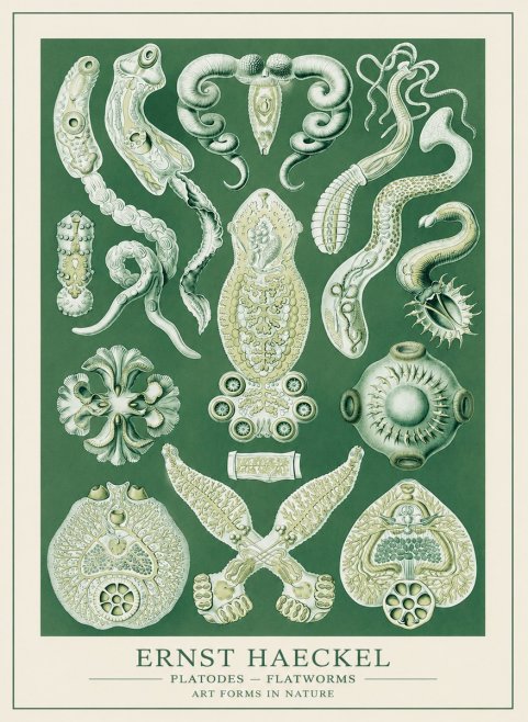 Ernst Haeckel Platodes – Flatworms No3 - Poster