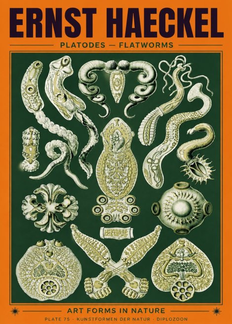 Ernst Haeckel Platodes – Flatworms No6 - Poster