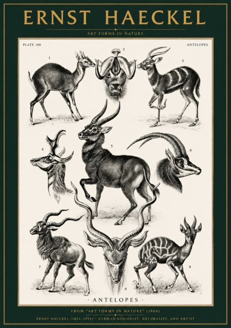 Ernst Haeckel Antelopes No2 - Poster