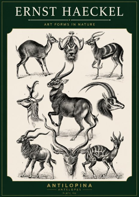 Ernst Haeckel Antelopes No5 - Poster