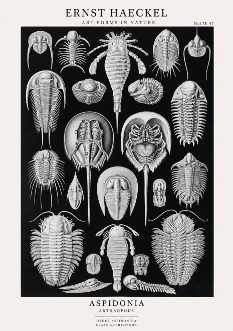 Ernst Haeckel Aspidonia No1 - Poster