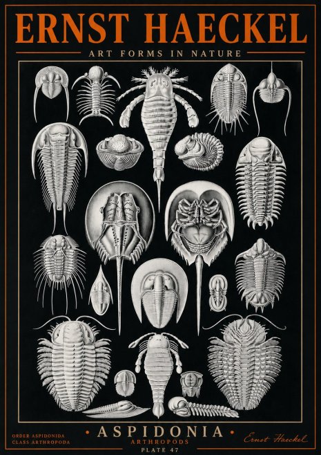 Ernst Haeckel Aspidonia No5 - Poster