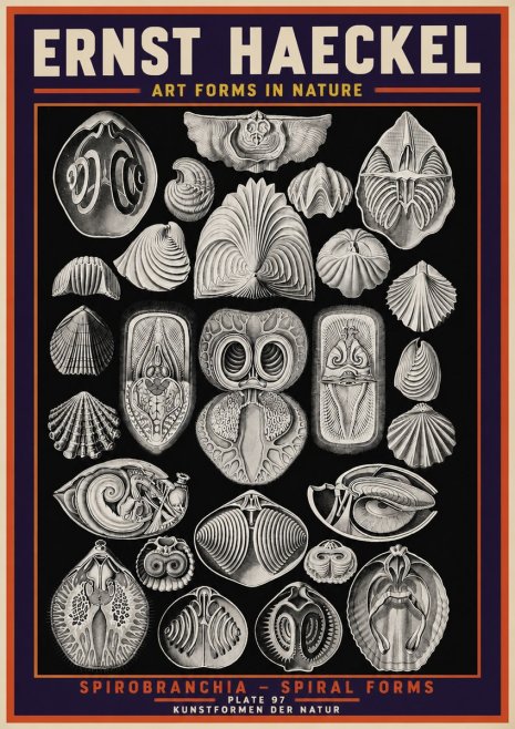 Ernst Haeckel Spirobranchia No5 - Poster