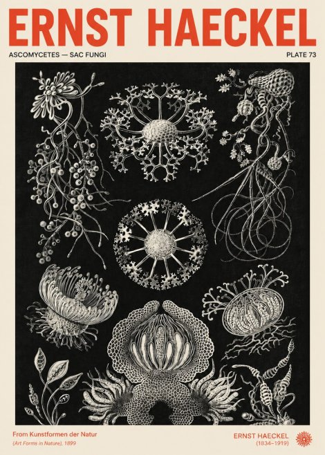 Ernst Haeckel Ascomycetes — Sac Fungi No4 - Poster