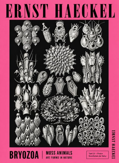 Ernst Haeckel Bryozoa No4 - Poster