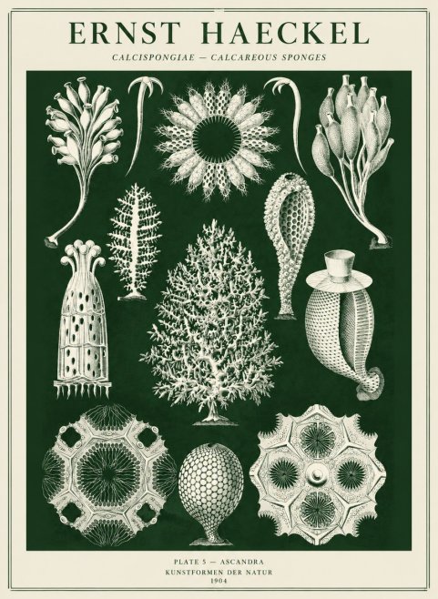 Ernst Haeckel Calcispongiae - Calcisponiges - Plate 5 - Asconia No5 - Poster