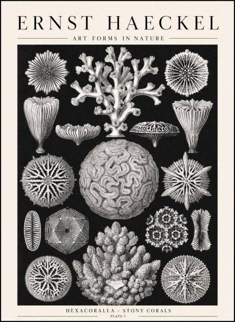 Ernst Haeckel Hexacoralla – Six-rayed Corals No2 - Poster