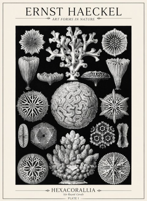 Ernst Haeckel Hexacoralla – Six-rayed Corals No5 - Poster