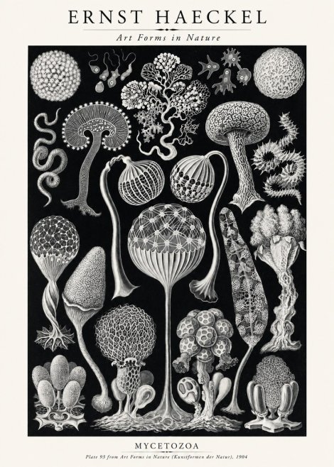 Ernst Haeckel Mycetozoa No2 - Poster