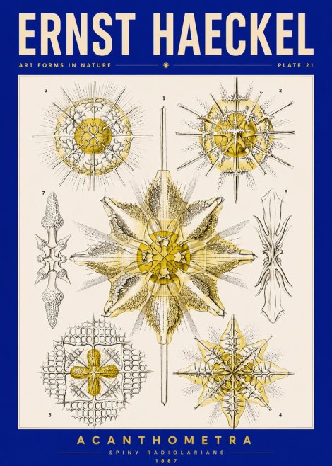 Ernst Haeckel Acanthometra - Star Radiolarians No5 - Poster