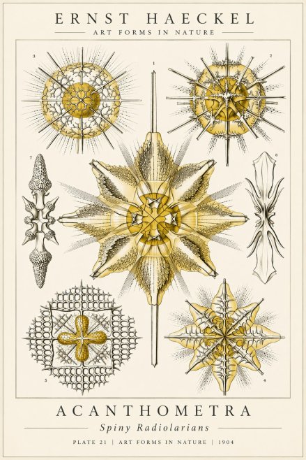 Ernst Haeckel Acanthometra - Star Radiolarians No6 - Poster