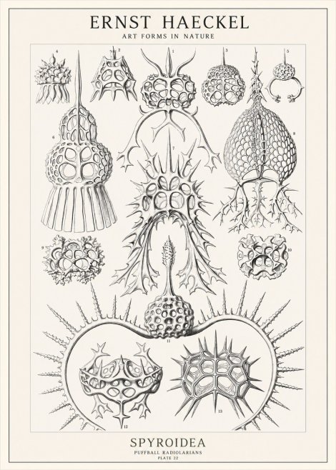 Ernst Haeckel Spyroidea - Puffball Radiolarians - Plate 22 No1 - Poster