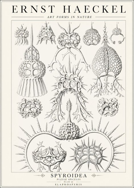 Ernst Haeckel Spyroidea - Puffball Radiolarians - Plate 22 No2 - Poster