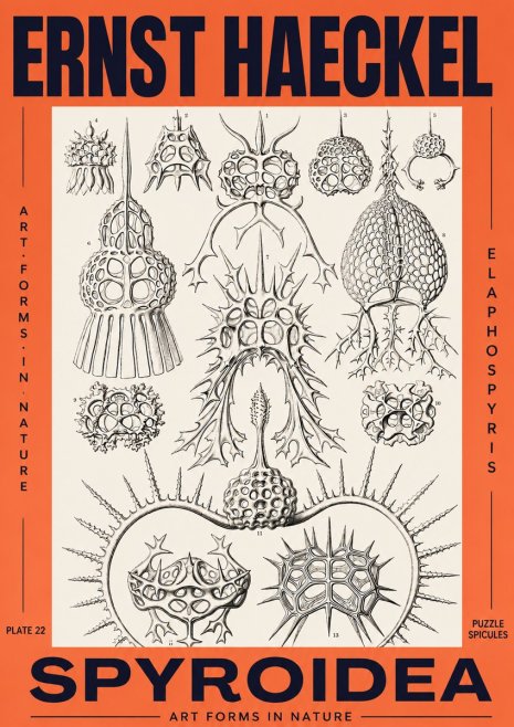 Ernst Haeckel Spyroidea - Puffball Radiolarians - Plate 22 No3 - Poster