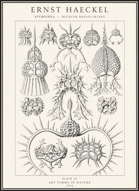 Ernst Haeckel Spyroidea - Puffball Radiolarians - Plate 22 No4 - Poster