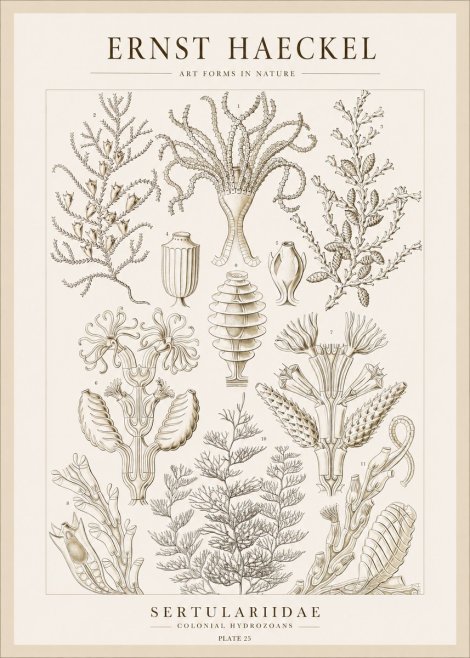 Ernst Haeckel Sertulariidae No1 - Poster