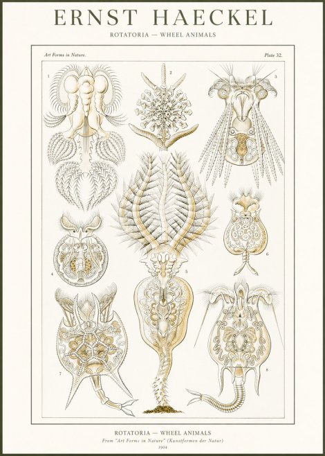 Ernst Haeckel Rotatoria - Wheel Animals No2 - Poster