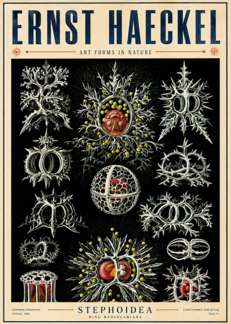 Ernst Haeckel Stephoidea No5 - Poster