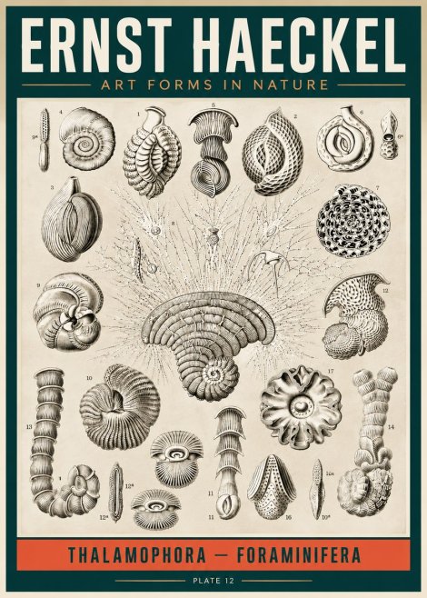 Ernst Haeckel Thalamophora – Foraminifera Plate 12 No2 - Poster