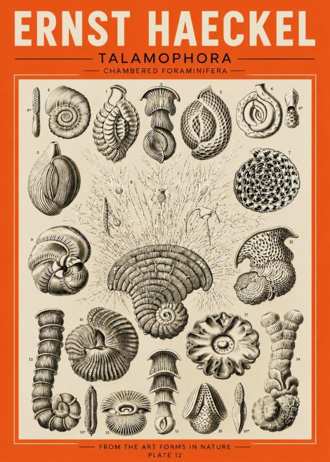 Ernst Haeckel Thalamophora – Foraminifera Plate 12 No5 - Poster