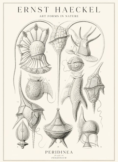 Ernst Haeckel Peridinea No3 - Poster