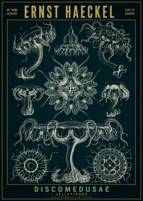 Ernst Haeckel Discomedusae. Jellyfishes. No2 - Poster
