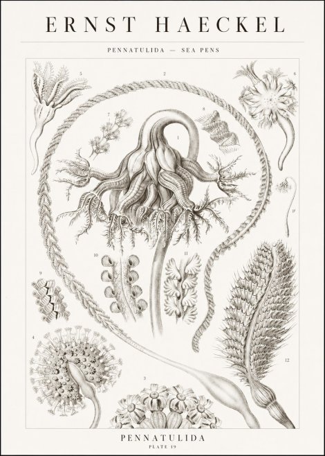 Ernst Haeckel Pennatulida - Sea Pens No1 - Poster