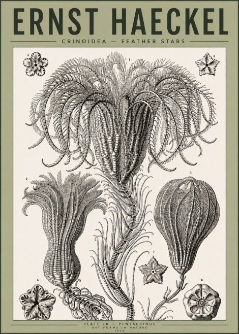 Ernst Haeckel Crinoidea - Palm Lilies No4 - Poster