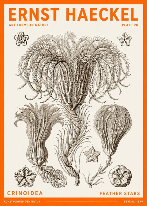 Ernst Haeckel Crinoidea - Palm Lilies No6 - Poster