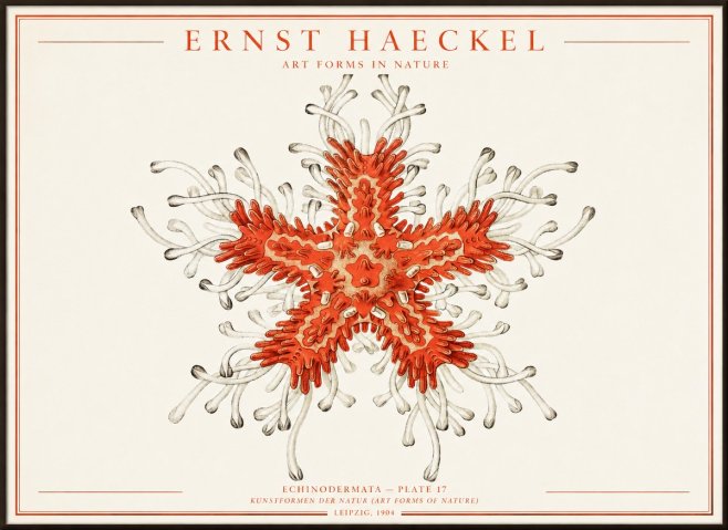 Ernst Haeckel Asteroidea Echinodermata Plate 28 No4 - Poster