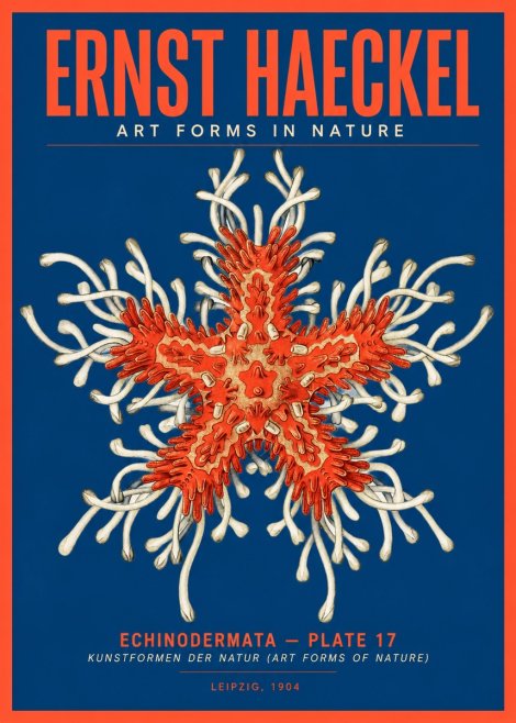 Ernst Haeckel Asteroidea Echinodermata Plate 28 No5 - Poster