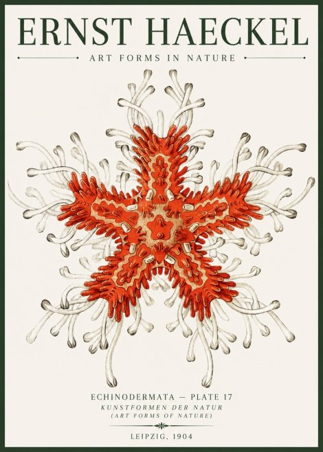 Ernst Haeckel Asteroidea Echinodermata Plate 28 No6 - Poster