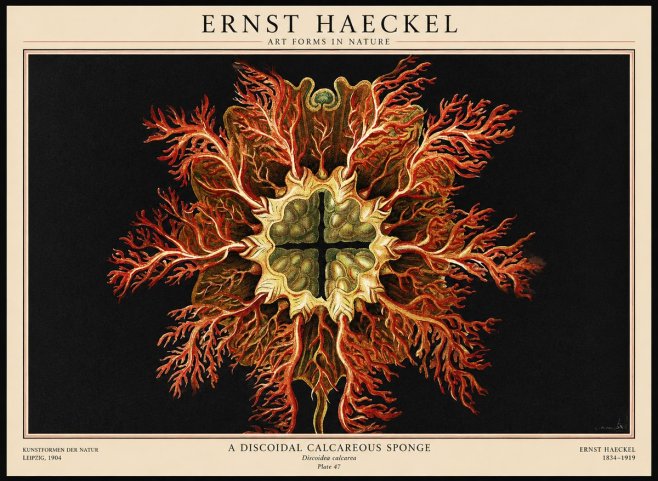 Ernst Haeckel Marine Organism No3 - Poster