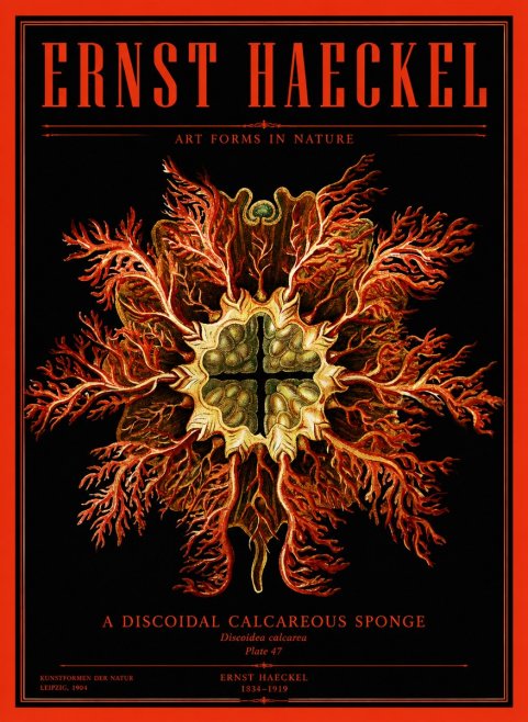 Ernst Haeckel Marine Organism No4 - Poster
