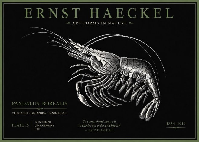Ernst Haeckel Pandalus Borealis No5 - Poster