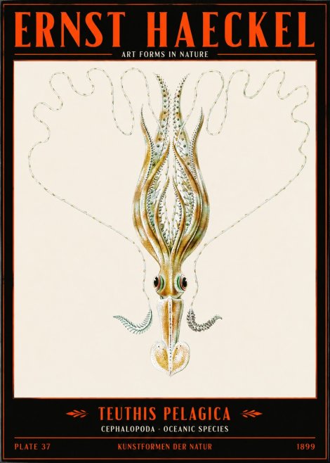 Ernst Haeckel Teuthis Pelagica No2 - Poster