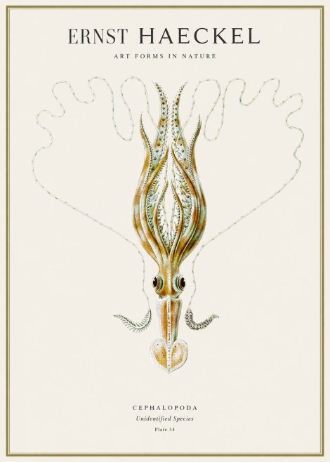 Ernst Haeckel Teuthis Pelagica No4 - Poster