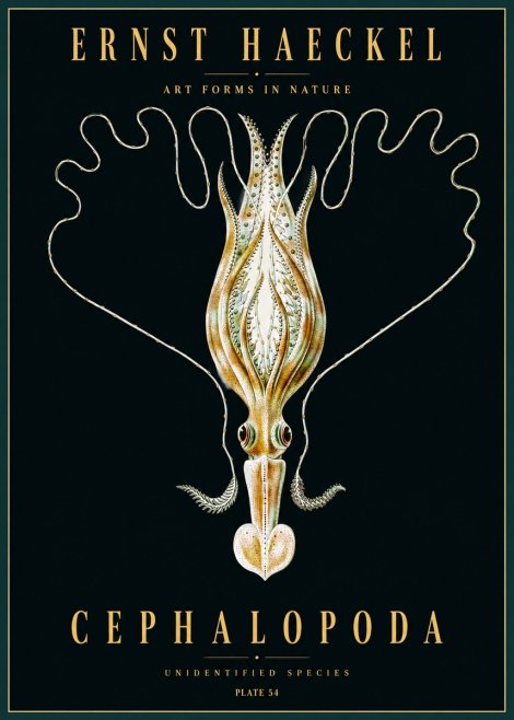 Ernst Haeckel Teuthis Pelagica No5 - Poster