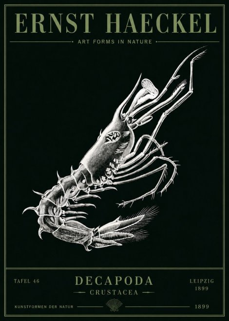 Ernst Haeckel Decapoda the Crustaceans No5 - Poster