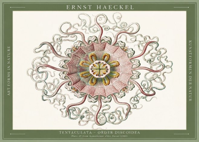 Ernst Haeckel Discomedusae – Actiniae No6 - Poster