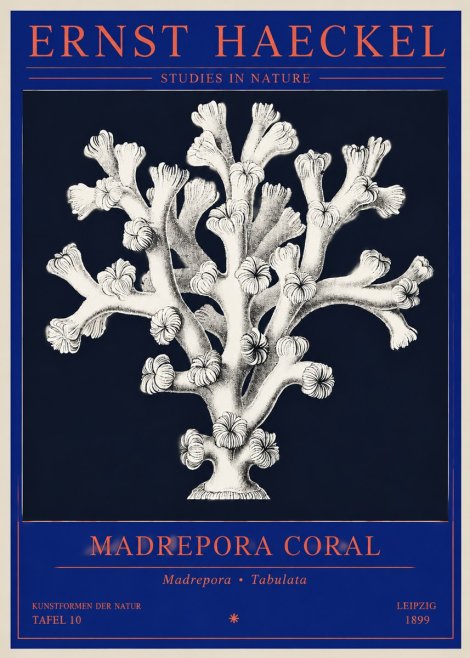 Ernst Haeckel Corallium Rubrum I No4 - Poster